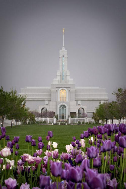 Mt Timp Tulips