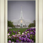 Mt Timp Tulips