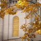 Salt Lake Autumn Leaves