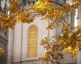 Salt Lake Autumn Leaves