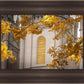 Salt Lake Autumn Leaves