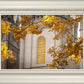 Salt Lake Autumn Leaves