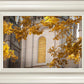 Salt Lake Autumn Leaves