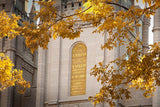 Salt Lake Autumn Leaves