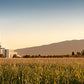 Mount Timpanogos Harvest