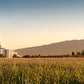 Mount Timpanogos Harvest