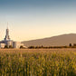Mount Timpanogos Harvest