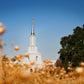 Sacramento Cotton Grass