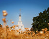 Sacramento Cotton Grass