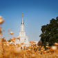 Sacramento Cotton Grass