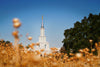 Sacramento Cotton Grass