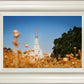 Sacramento Cotton Grass