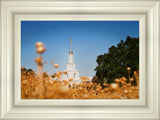 Sacramento Cotton Grass