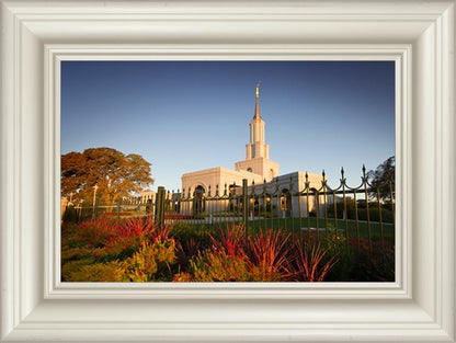 Sacramento Red Monkey Grass