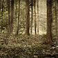 Sacred Grove