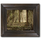 Sacred Grove
