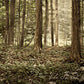 Sacred Grove