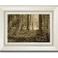 Sacred Grove
