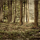 Sacred Grove