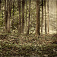 Sacred Grove