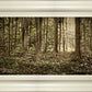 Sacred Grove