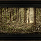 Sacred Grove