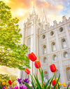 Salt Lake Spring Tulips