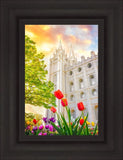 Salt Lake Spring Tulips