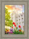 Salt Lake Spring Tulips