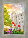 Salt Lake Spring Tulips