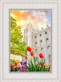 Salt Lake Spring Tulips