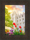 Salt Lake Spring Tulips