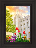 Salt Lake Spring Tulips