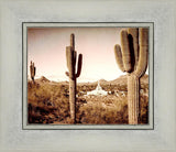 Phoenix Saguaro Cactus