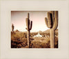 Phoenix Saguaro Cactus