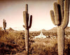 Phoenix Saguaro Cactus