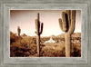 Phoenix Saguaro Cactus