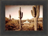 Phoenix Saguaro Cactus