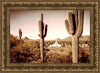 Phoenix Saguaro Cactus