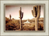 Phoenix Saguaro Cactus