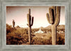 Phoenix Saguaro Cactus