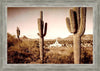 Phoenix Saguaro Cactus