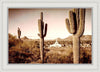 Phoenix Saguaro Cactus