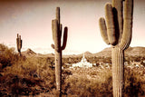 Phoenix Saguaro Cactus