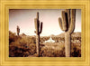 Phoenix Saguaro Cactus