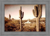 Phoenix Saguaro Cactus