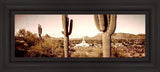 Phoenix Saguaro Cactus