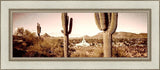 Phoenix Saguaro Cactus