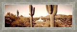 Phoenix Saguaro Cactus