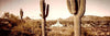 Phoenix Saguaro Cactus